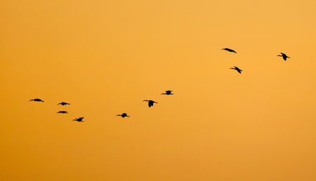 A flock of birds flying in a line across a yellow sky. The birds are silhouetted against the orange...