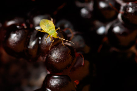 A green insect is sitting on a bunch of black berries. The insect is tiny and has a bright green...
