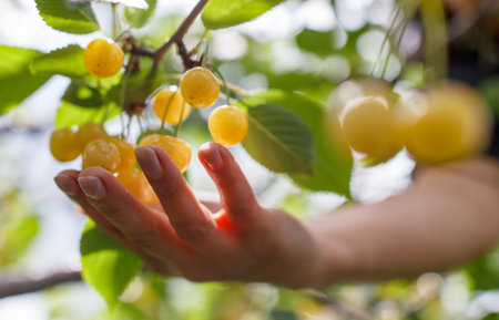 A hand is reaching for a cluster of yellow fruit. The fruit is ripe and ready to be picked