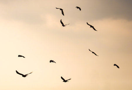 A flock of birds flying in the sky. The birds are flying in a circle and are spread out in the sky
