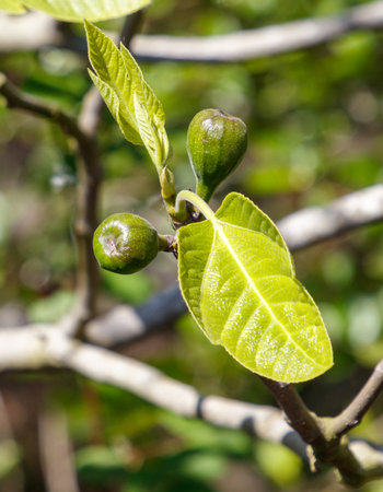 A leafy branch with three small green fruits on it. The fruits are green and have a slightly fuzzy...