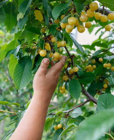 A hand is reaching for a cherry on a tree. The cherries are ripe and ready to be picked