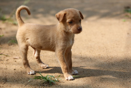 A small brown puppy is standing on a dirt path. The puppy has a floppy tail and is looking up at the...