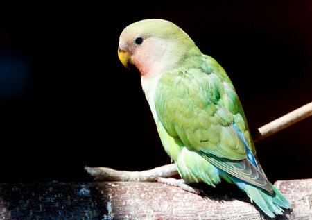 Green bird with a blue tail is sitting on a branch. The bird is small and has a yellow beak