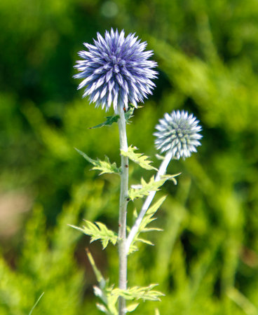 Blue flower with a green stem. The flower is on the right side of the bush