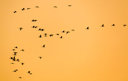 A flock of birds flying in the sky. The birds are in a V formation
