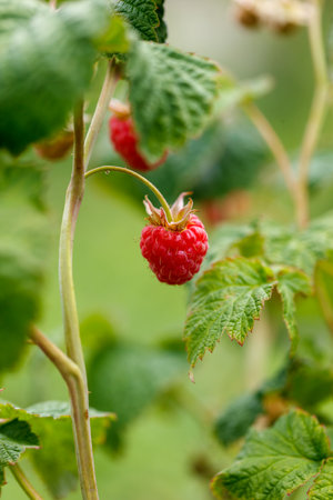 A red raspberry is hanging from a leaf. The raspberry is ripe and ready to be picked. The leaf is...