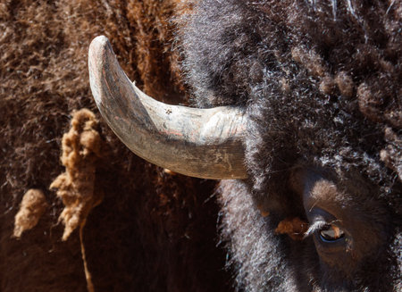 Buffalo's horn is shown in the foreground. The horn is brown and has a black tip