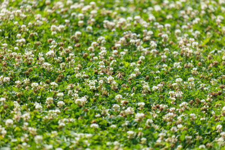 Lush green field filled with a variety of white and brown flowers. The white flowers are scattered...