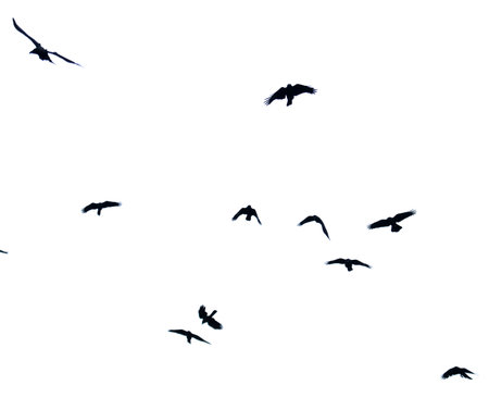 A flock of birds flying in the sky. The birds are black. The sky is clear and blue