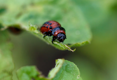 Colorado potato beetle eats leaves. Macro.