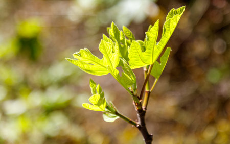 A young plant branch with a small green leaf on it. The leaf is slightly wilted and has a small hole...