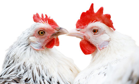 Two chickens are standing next to each other with their heads together. Concept of companionship and...