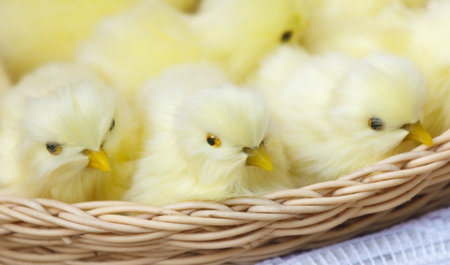 Three baby chicks are sitting in a basket. They are all yellow and have black beaks. The basket is...