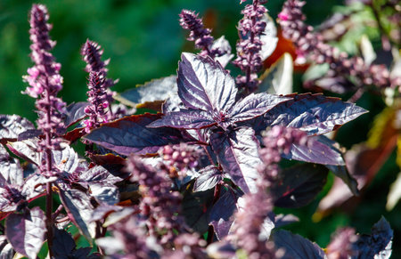Bunch of purple flowers with green leaves. The flowers are in a bunch and are growing together