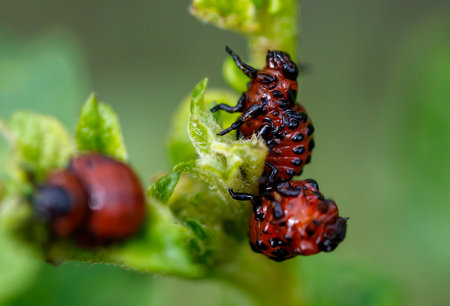 Colorado potato beetle eats leaves. Macro.