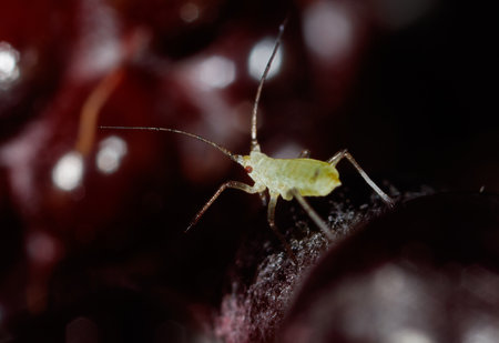 Green aphids on berries in nature. Macro.の写真素材