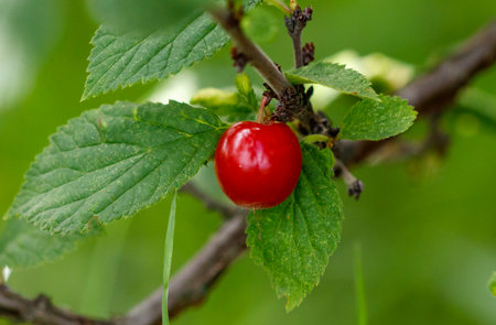 A red cherry is hanging from a leafy branch. The cherry is ripe and ready to be picked