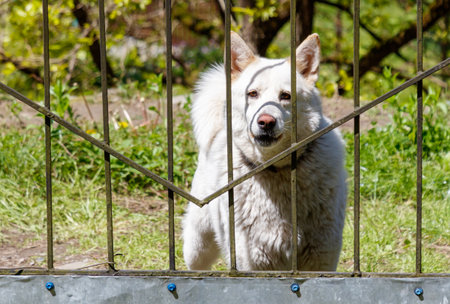 A white dog is standing in front of a fence. The dog is looking at the camera and he is curious