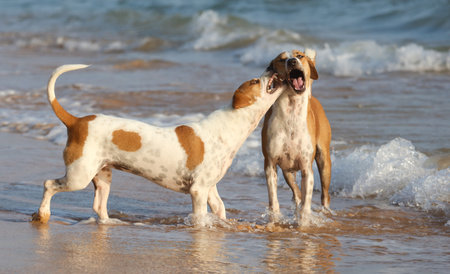 Two dogs playing in the water, one is brown and white. Scene is playful and joyful