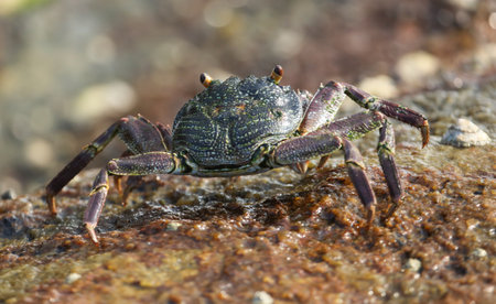 A crab is standing on a rock. The crab is small and brown. The rock is gray and has some moss...