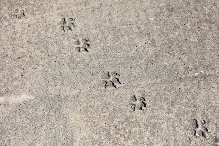 A series of paw prints are visible on a concrete sidewalk. The paw prints are small and scattered,...