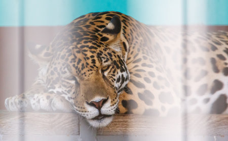 Jaguar is sleeping on a wooden surface. The jaguar has a black and white pattern on its furの写真素材