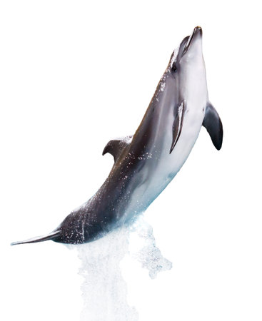 Dolphin isolated on white background.