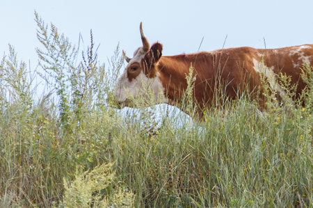 A cow is grazing in a field of tall grass. The cow is brown and white with a white spot on its face....