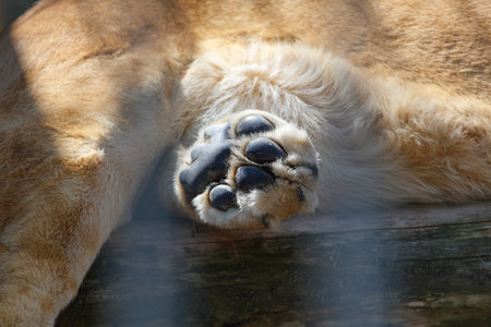Paw of a cat is shown with its claws visible. The paw is laying on a wooden surfaceの写真素材