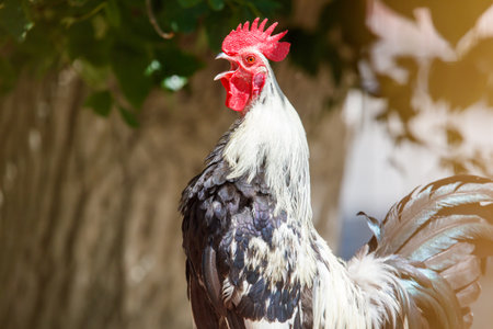 Rooster with a red beak stands in front of a tree. The rooster is white and black