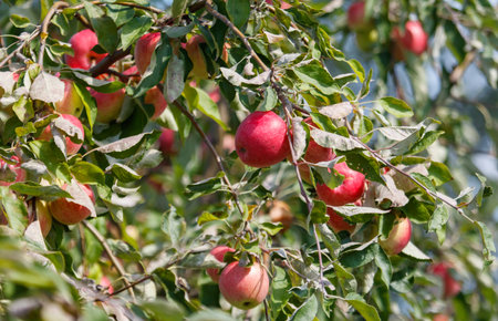 Tree with many apples on it. The apples are red and green. The tree is full of leaves