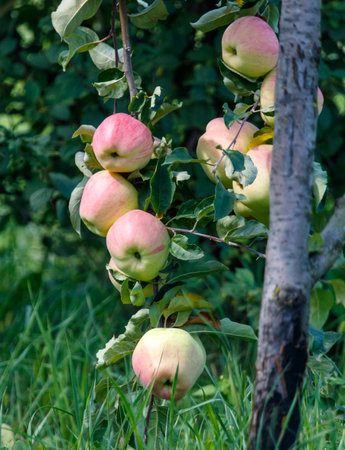 Bunch of apples hanging from a tree. The apples are green and red. There are at least nine apples...