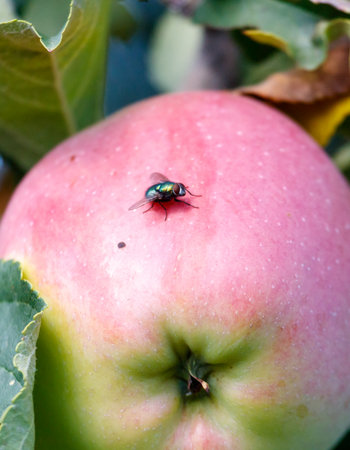 Small green apple with a green stem and leaf is sitting on a leaf. A green fly is perched on the apple, resting on its surfaceの写真素材