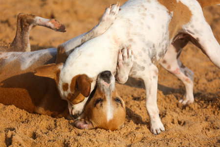 Two dogs playing in the sand. One is brown and white. The other is brown and tan