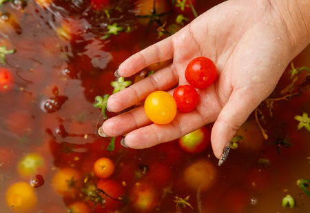 Hand holding three tomatoes in a bowl of water.の写真素材
