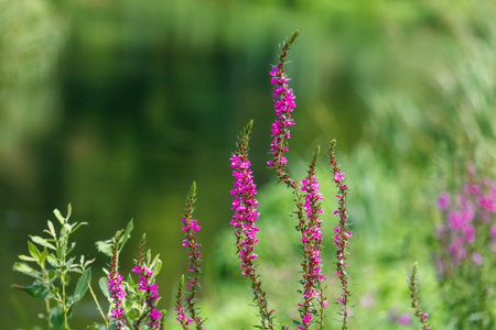 A bunch of purple flowers are growing in a field. The flowers are tall and have a strong, vibrant color. The field is surrounded by trees and bushes, creating a peaceful and serene atmosphereの写真素材
