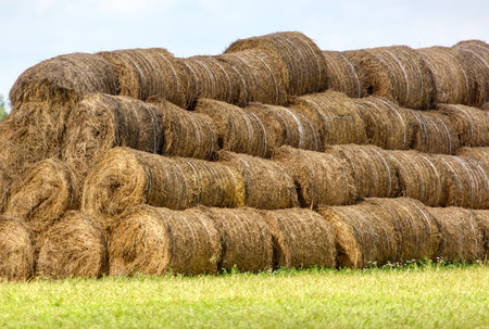 A large pile of hay is stacked in a field. The hay is brown and he is freshly cut. The hay is piled...