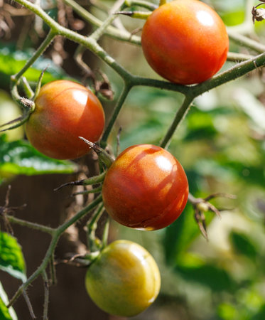 Four ripe red tomatoes hanging from a plant. The tomatoes are on a vine. The leaves are greenの写真素材