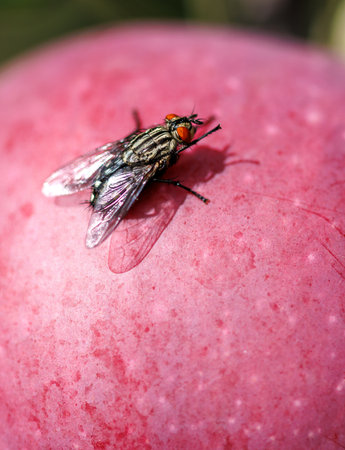 A fly is sitting on a red apple. The apple is slightly bruised. The fly is on the apple's skin
