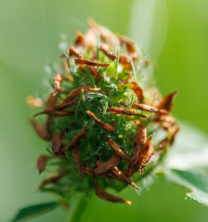 A plant with brown leaves and green stems. The plant is growing in a green fieldの写真素材