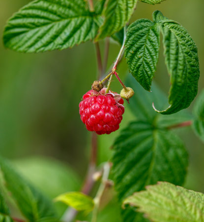 A red raspberry is hanging from a green leaf. The raspberry is ripe and ready to be picked