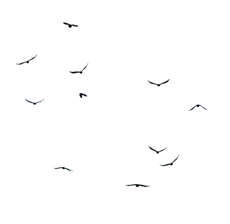 A flock of birds flying in the sky. The birds are black and white. The sky is clear and blueの写真素材
