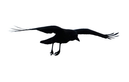 A black bird is flying in the sky. The bird is in the air and has its wings spread outの写真素材