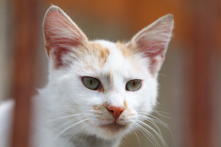 A white and orange cat with green eyes stars at the camera. The cat's fur is fluffy and it has a pink noseの写真素材