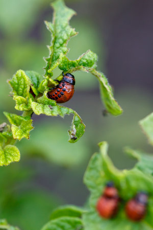 Colorado potato beetle eats leaves. Macro.