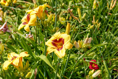 Yellow flower with red spots is in a field of green grass. There are other yellow flowers in the fieldの写真素材