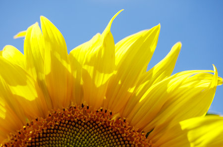 A close up of a yellow sunflower with a blue sky in the background. The sunflower is the main focus of the image, and its bright yellow petals contrast with the blue skyの写真素材