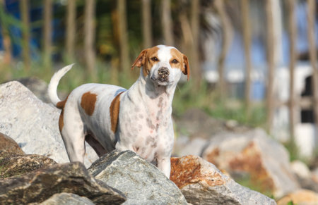 A dog is standing on a pile of rocks. The dog is brown and white. The dog is looking at the cameraの写真素材