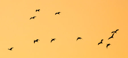 A flock of birds flying in the sky. The birds are flying in a line and are spread outの写真素材